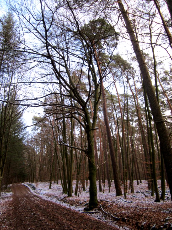 20130113Fagus_sylvatica2