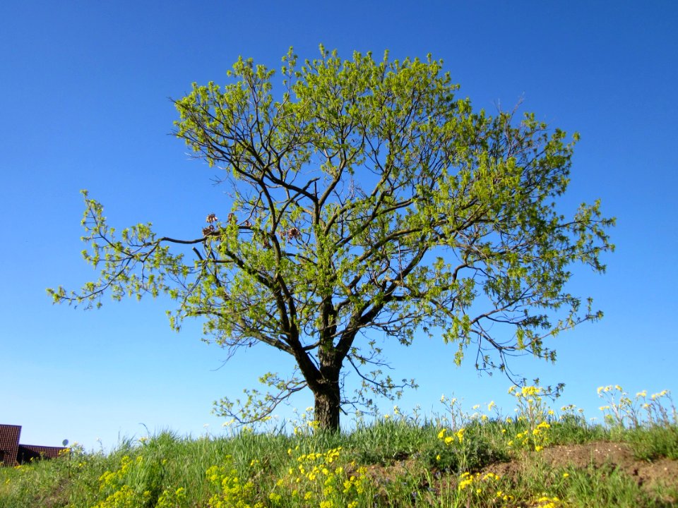 20130425Eiche_Hockenheim06