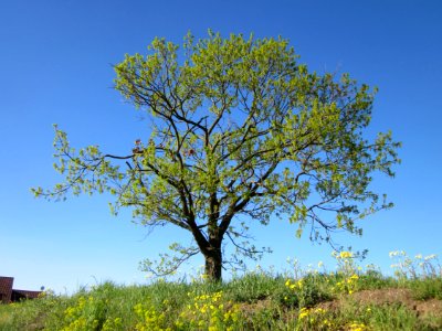 20130425Eiche_Hockenheim06