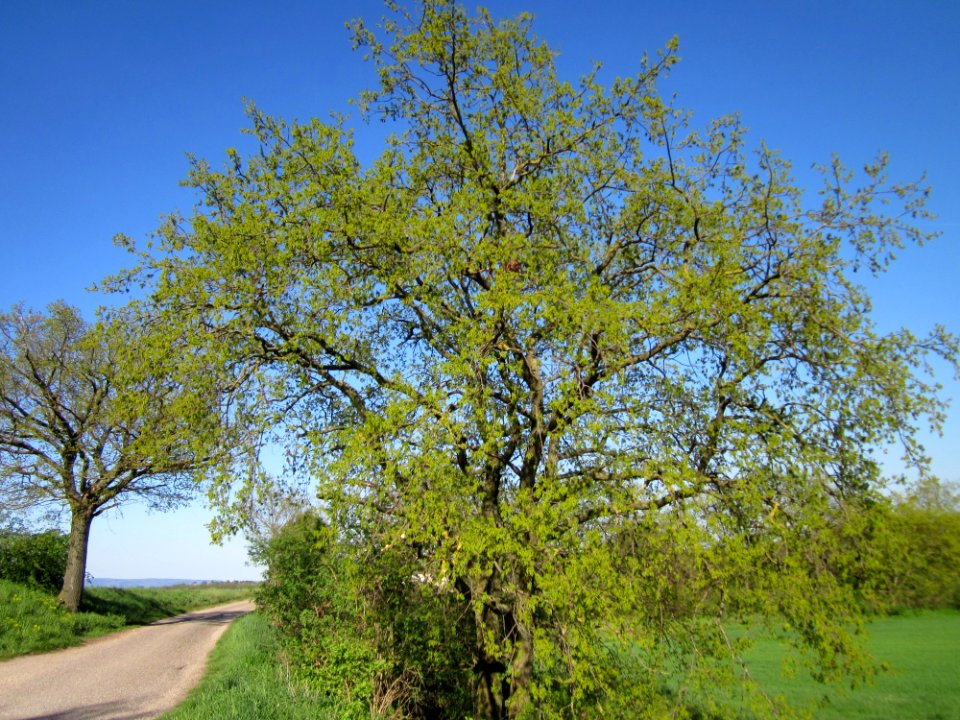 20130425Eiche_Hockenheim07