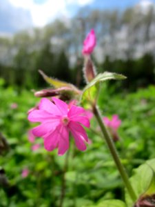 20130507Silene_dioica1