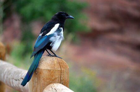 Bird wildlife feather photo