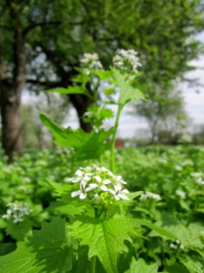 20130429Knoblauchsrauke_Hockenheim2