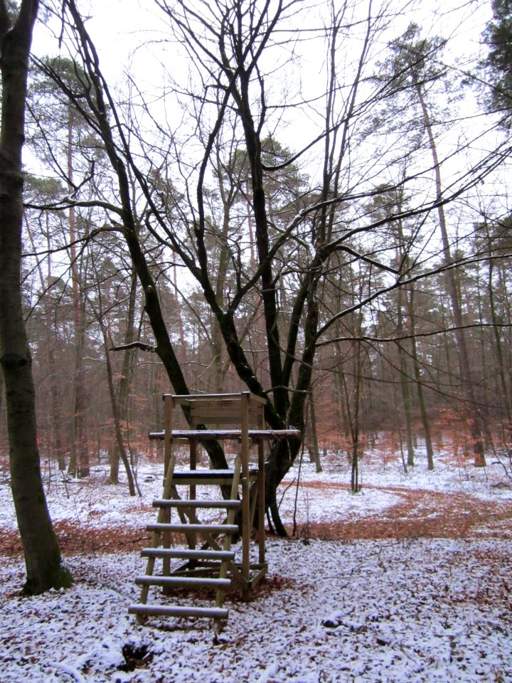 20130113Hainbuche_Reilinger_Eck2