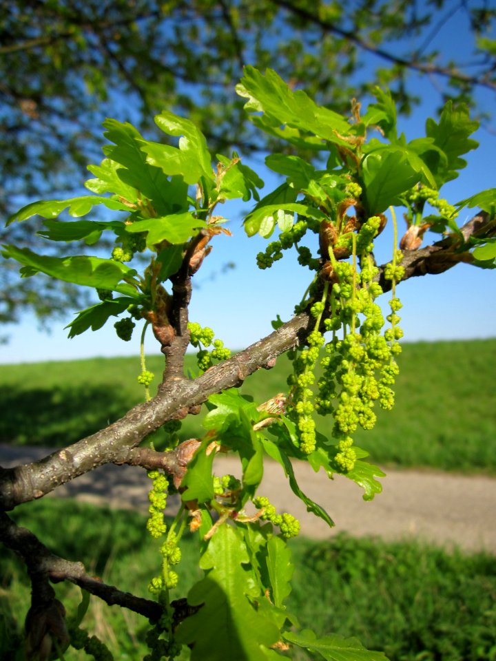 20130425Eiche_Hockenheim03