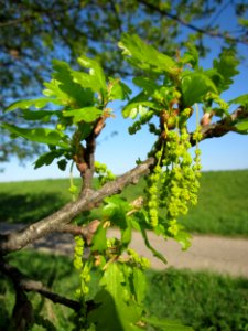 20130425Eiche_Hockenheim03