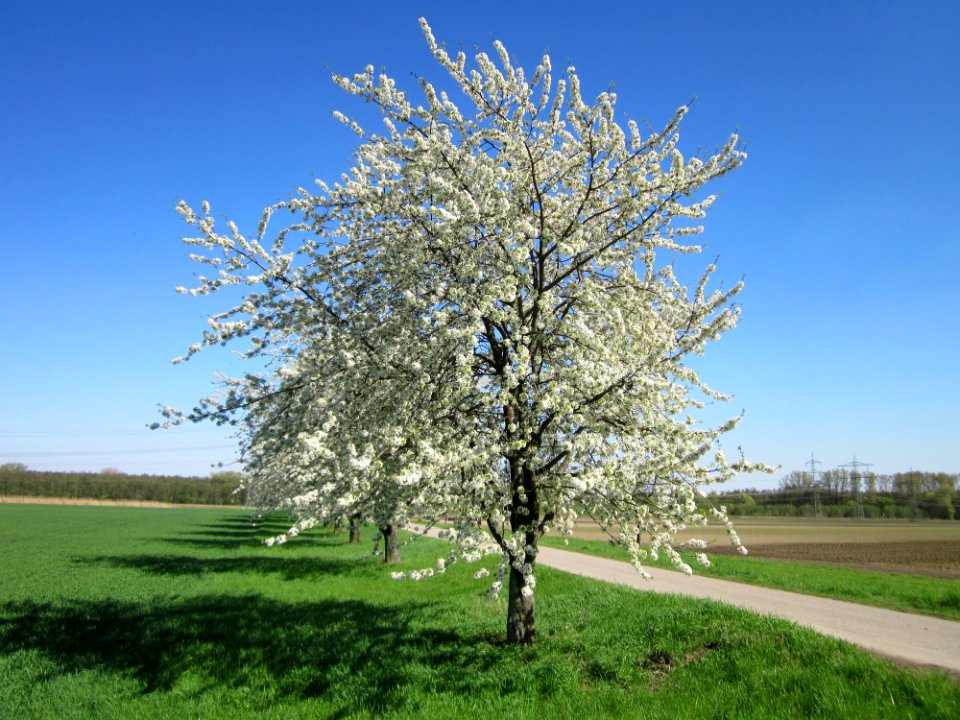 20130425Kirsche_Hockenheim4