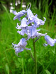 20130509Hyacinthoides_×_massartiana1