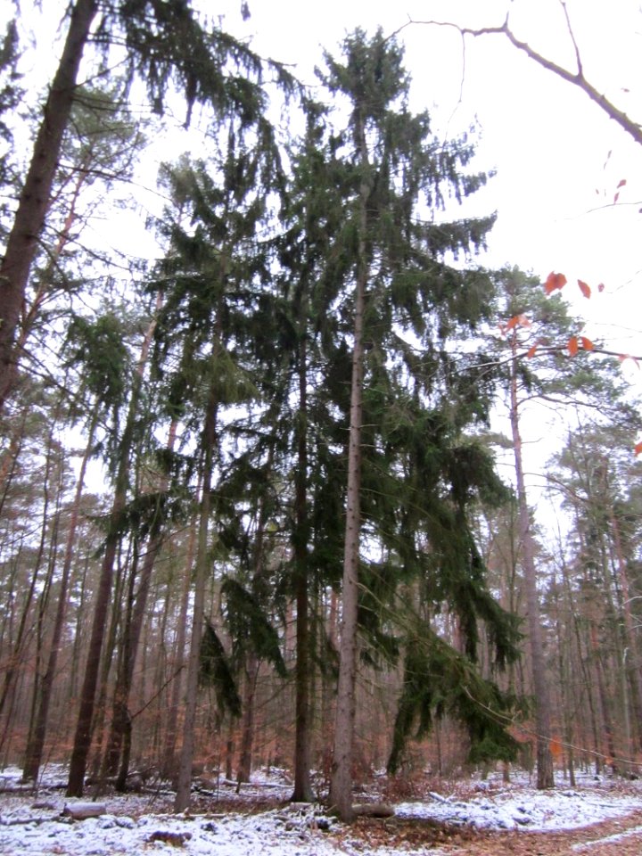 20130113Fichten_Reilinger_Eck2