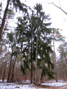 20130113Fichten_Reilinger_Eck2