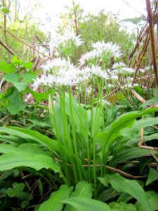 20130429Baerlauch_Hockenheim2