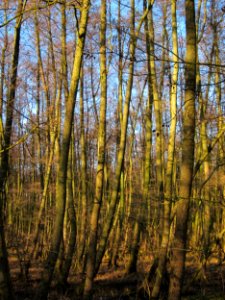 20130111Marlach_Hockenheim3