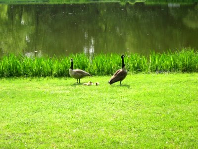 20130504Gaense_Schwetzingen2