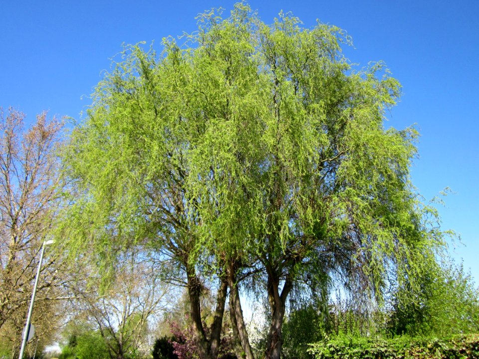 20130425Korkenzieherweide_Hockenheim1