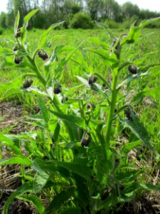 20130429Beinwell_Horststuecker1