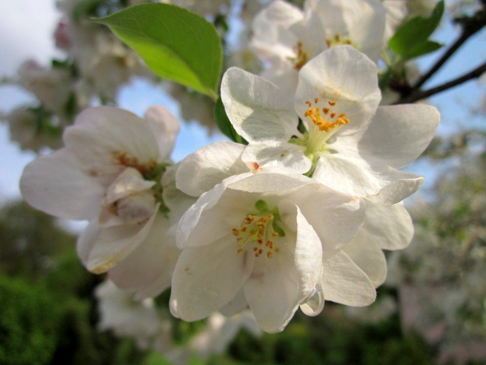 20130504Kirschbluete_Schwetzingen2