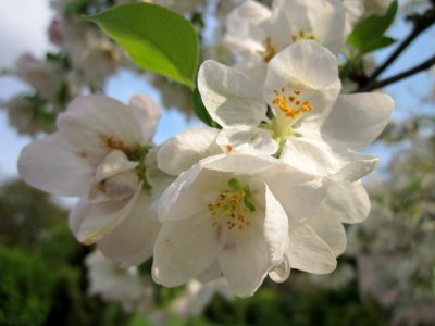 20130504Kirschbluete_Schwetzingen2