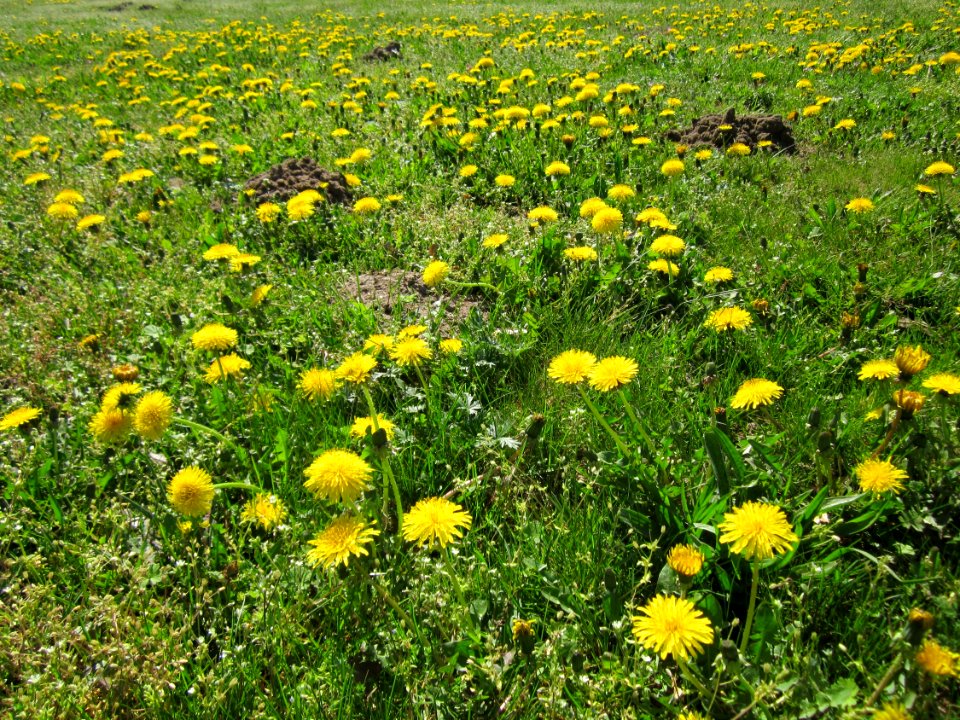 20130425Loewenzahn_Gartenschaupark_Hockenheim1