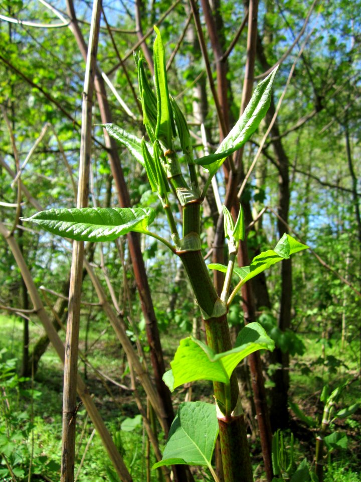 20130425Reynoutria_japonica4