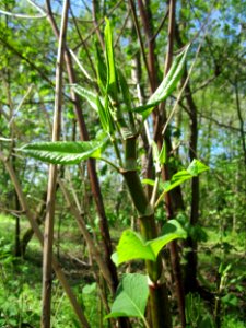 20130425Reynoutria_japonica4