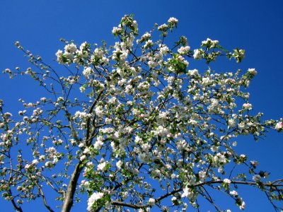 20130425Kirsche_Hockenheim2