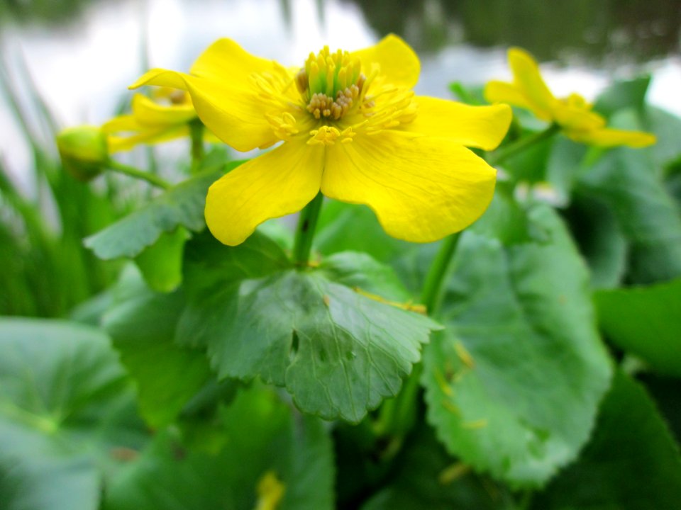 20130504Caltha_palustris3