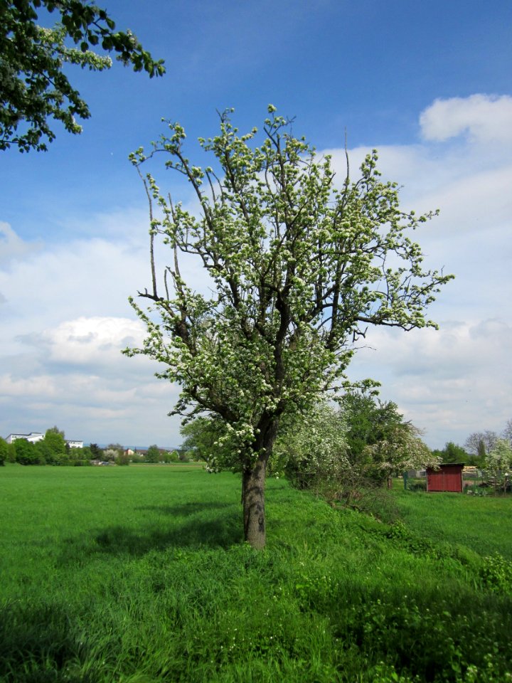 20130429Birne_Hockenheim04