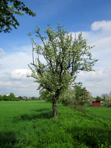 20130429Birne_Hockenheim04