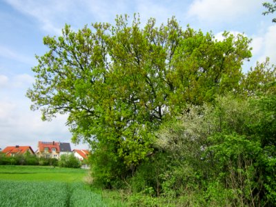 20130429Eiche_Hockenheim2