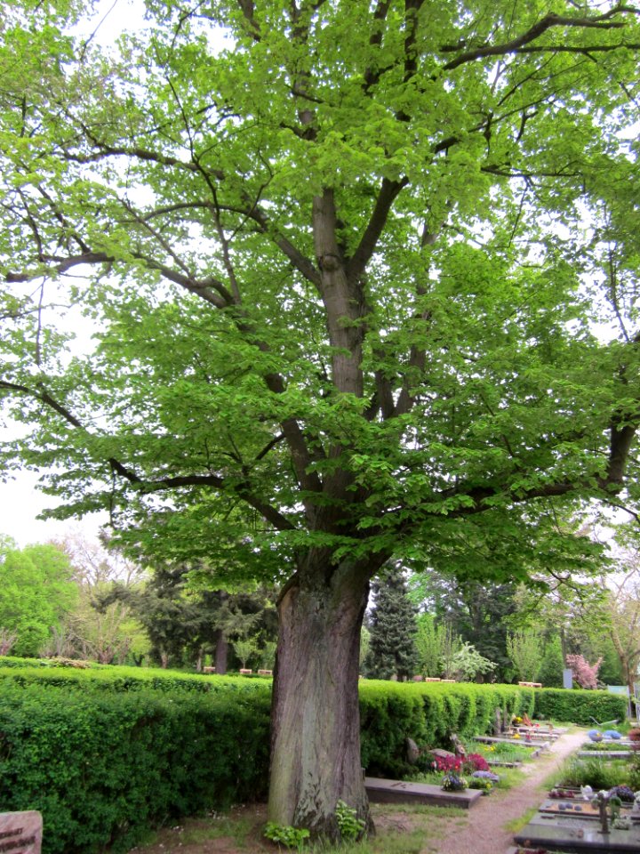 20130503Linde_Friedhof_Hockenheim1