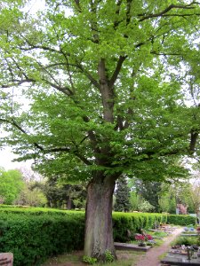 20130503Linde_Friedhof_Hockenheim1