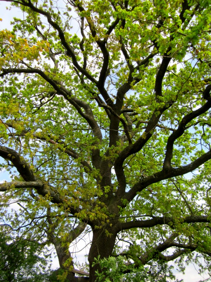 20130429Eiche_Hockenheim3