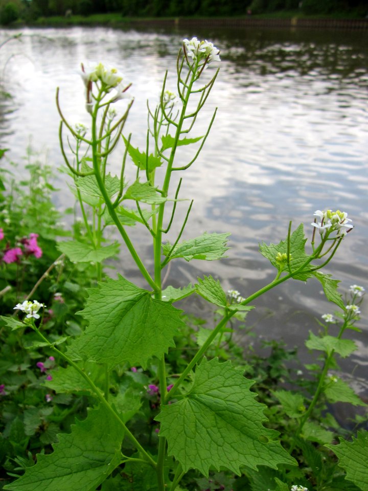 20130507Knoblauchsrauke_Saarbruecken