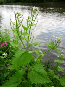 20130507Knoblauchsrauke_Saarbruecken