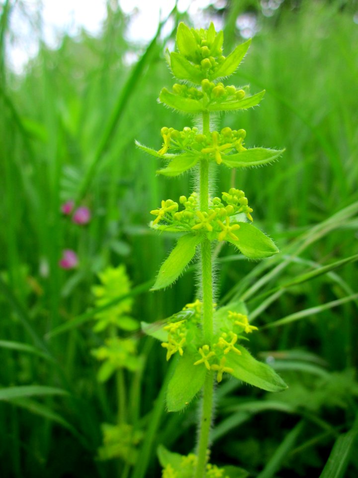 20130507Cruciata_laevipes3