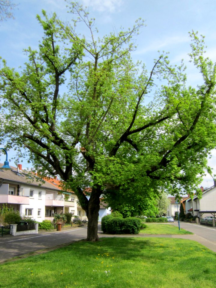 20130429Eschen-Ahorn_Hockenheim1