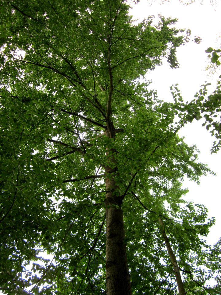 20130509Habsterwiesen_Saarbruecken21