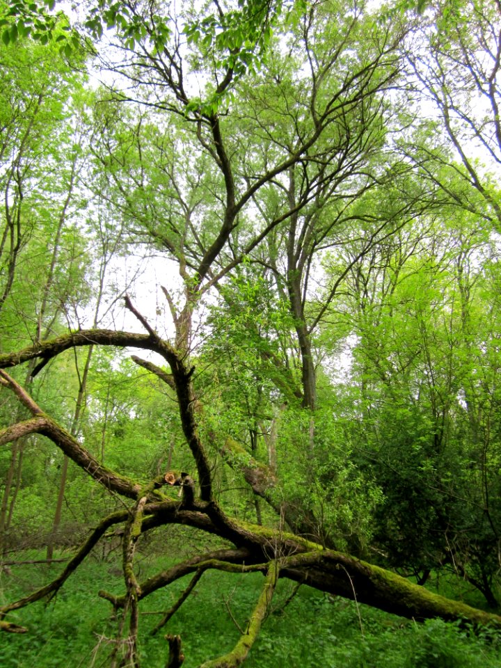 20130509Habsterwiesen_Saarbruecken06