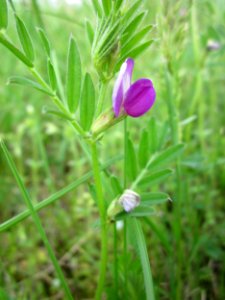 20130429Futterwicke_Hockenheim