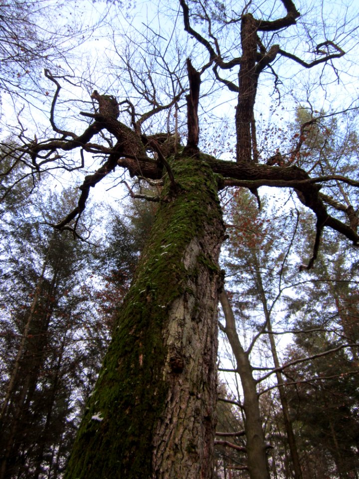 20130113Quercus_robur03