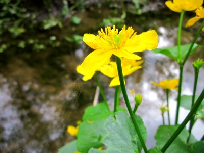 20130509Habsterwiesen_Saarbruecken16