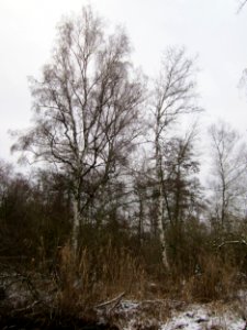 20130114Birken_Marlach