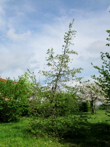 20130429Hainbuche_Hockenheim1