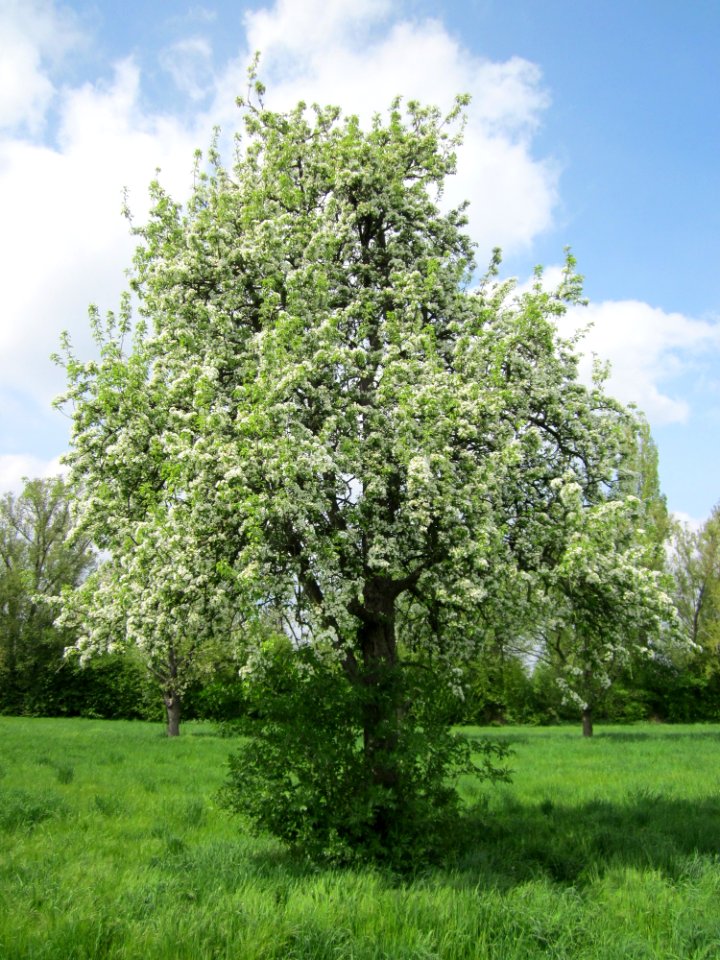 20130429Birne_Hockenheim01
