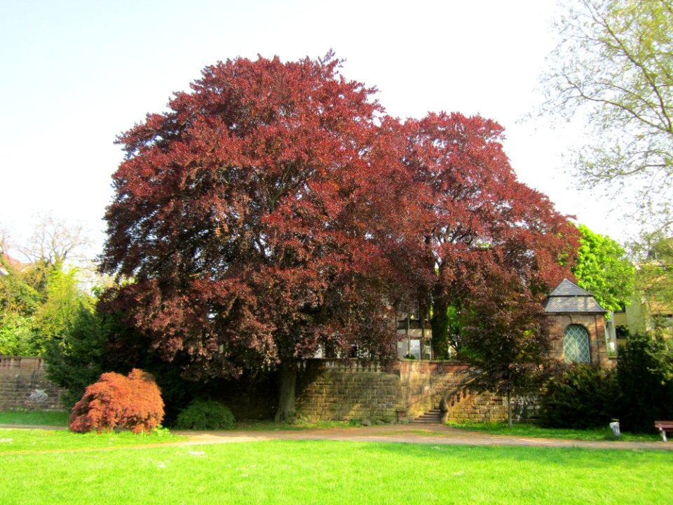 20130508Fagus_sylvatica_'Purpurea'4