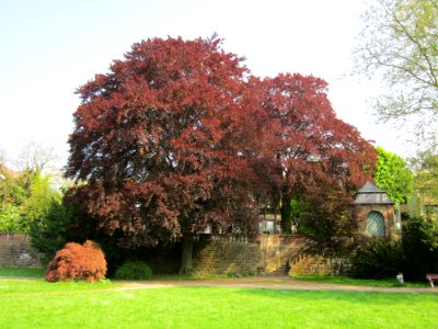 20130508Fagus_sylvatica_'Purpurea'4