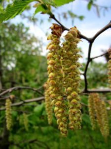 20130429Hainbuche_Hockenheim3
