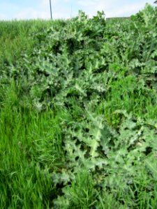 20130429Eselsdistel_Hockenheim1