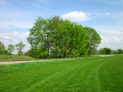 20130429Ahorn_Reilingen1