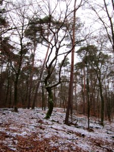 20130113Quercus_robur10